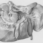 5 warnsignale der leber