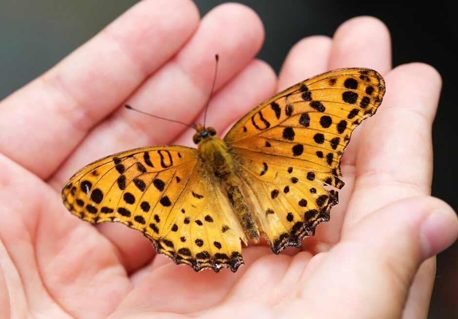 christliche bedeutung schmetterling