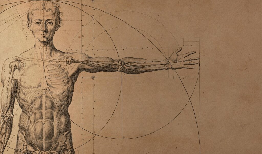 Anatomie Ray Peat