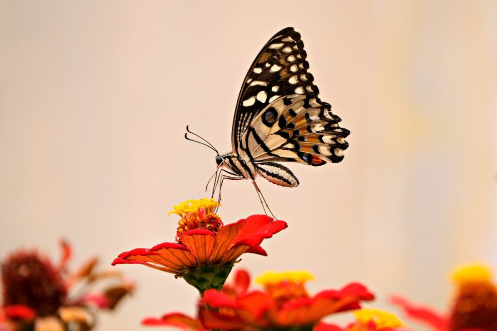 insect, flower background, flower wallpaper