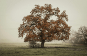 baum test eiche persönlichkeit