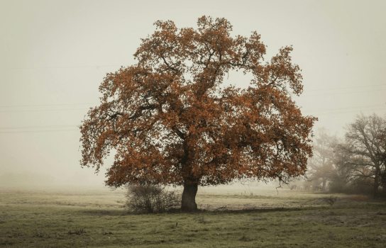 baum test eiche persönlichkeit