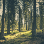 baum test kiefer persönlichkeit