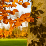 baum test buche persönlichkeit