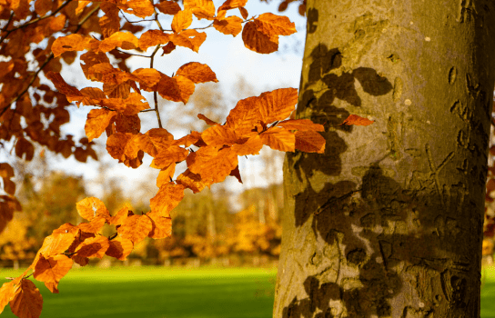 baum test buche persönlichkeit