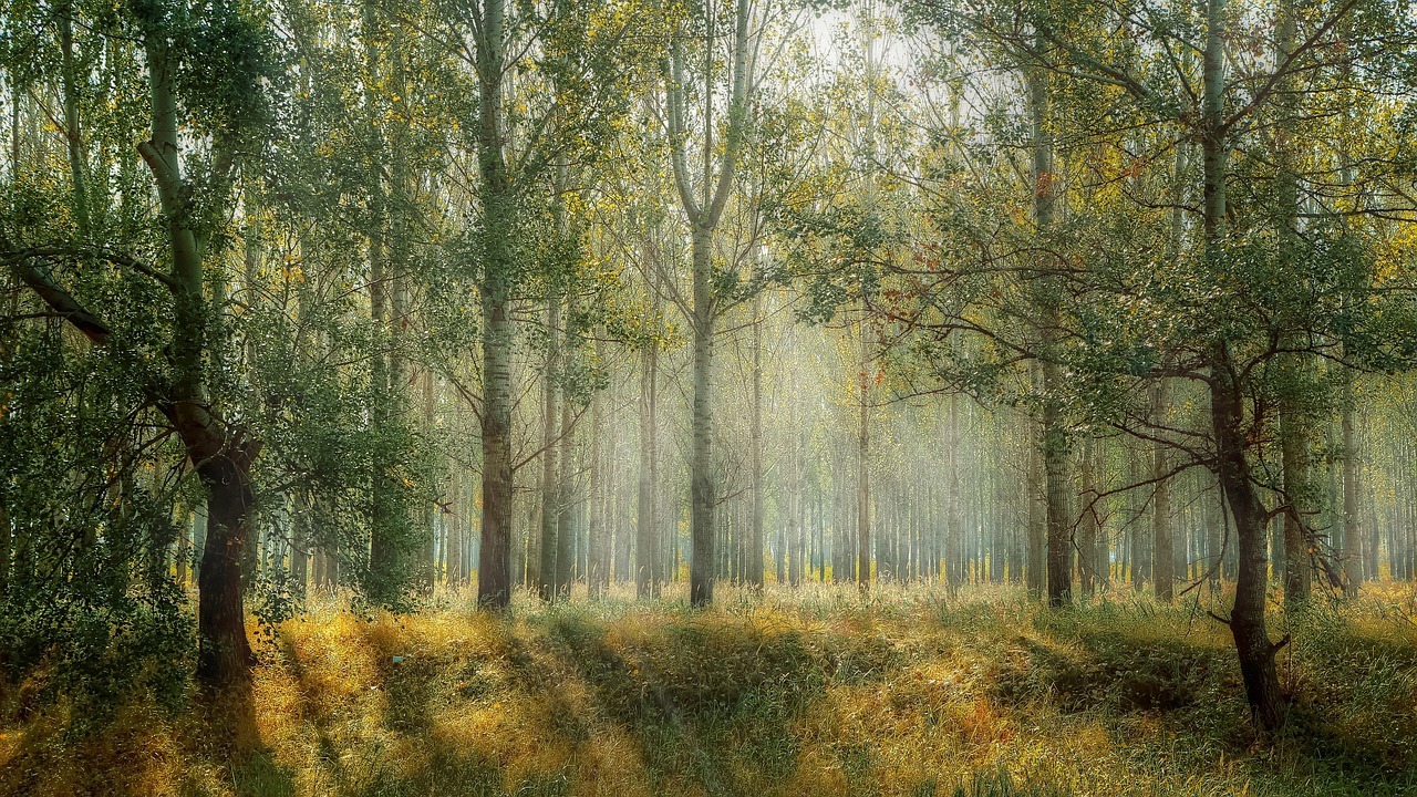 forest, trees, sun rays, sunlight, fog, mist, grasses, woods, wilderness, forest landscape, landscape, park, natural, scenic, nature, forest, forest, forest, forest, forest, nature, nature