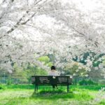A serene spring scene of a woman sitting on a bench beneath cherry blossoms in a park.