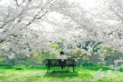 A serene spring scene of a woman sitting on a bench beneath cherry blossoms in a park.