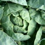 kohlsaft, weißkohlsaft gesund