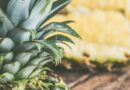 Ananas abends essen
