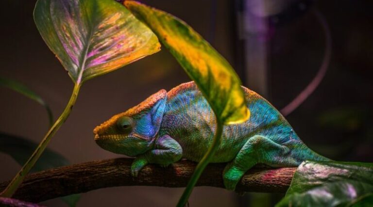 Ominvertiert – Die fließende Persönlichkeit und das Charakter-Chamäleon