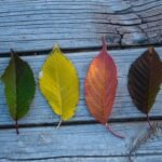 4 Farben Modell Persönlichkeitstest